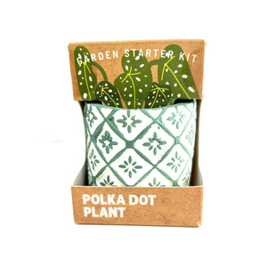Succulent collection - Polka Dot | 多肉植物盆栽 - 圓點